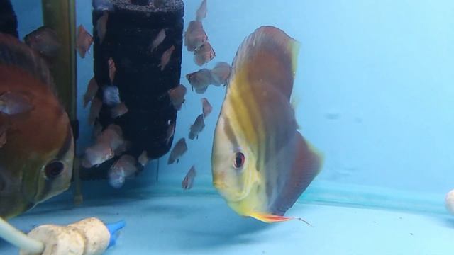 Red cover Discus Pair with Baby Fish