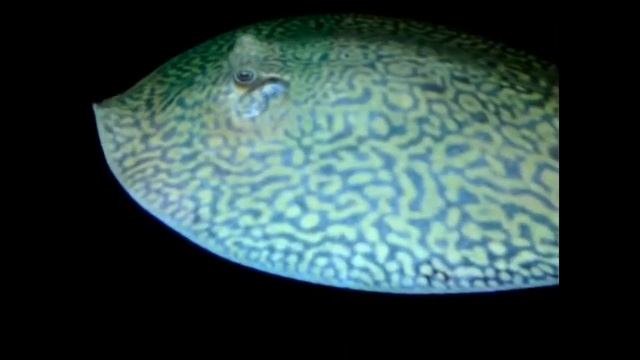 Tiger Ray WF ( Potamotrygon Menchacai )