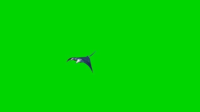 Green Screen Stingray Good Quality Хромакей морской скат.два перехода, подписаться,