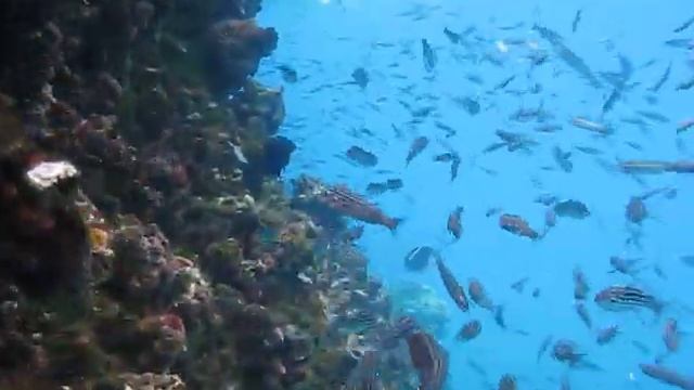 Cardinal Fishes