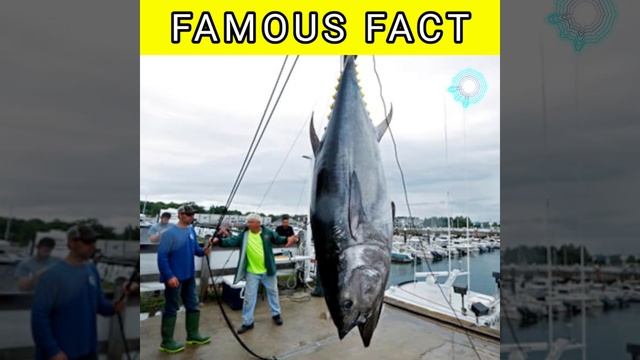 most expensive fish in the world | bluefin tuna | दुनिया की सबसे महेंगी फिश | #shorts