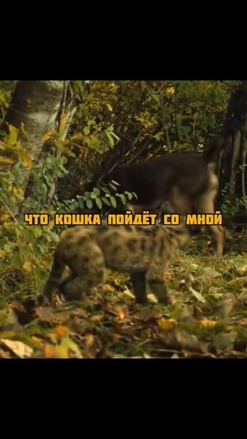 Собака стала мамой для дикого котёнка🥺 #фильмы#фильм#сериал#кино