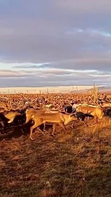 Стадо оленей после просчёта выпускают. #стадооленей #deer #северныеолени