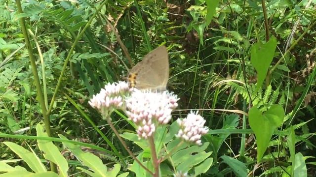 ミヤマカラスシジミ Fixsenia mera /Satyrium mera 山梨県本栖　2016/08/13 butterfly of Japan