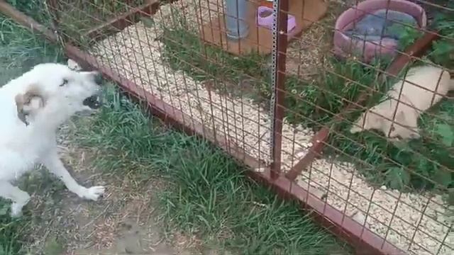 Абсолютное спокойствие) Кот Аркадий