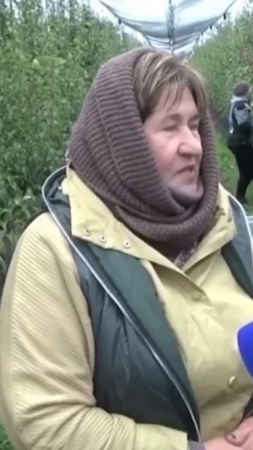 НОВЫЕ РЕКОРДЫ УРОЖАЙНОСТИ