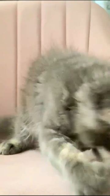 1000277384.mp4