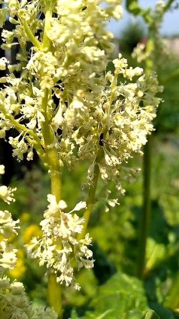 Rhubarb-the root blooms/ 大黄-根开花/ Ревень-корень цветёт