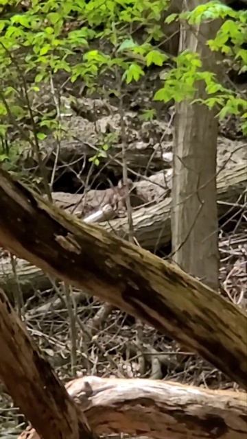 Cuteness overload, Eastern Coyote/Coywolf 2023 puppies playing