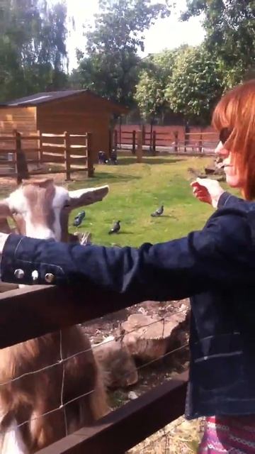 Karen & a friendly goat.