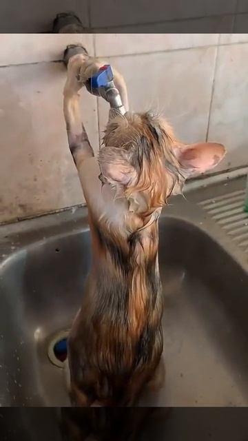 Мы в ВК https://vk.com/life_of_cats