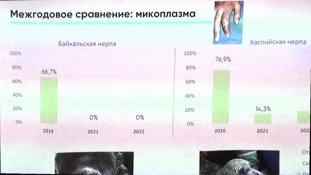 Серологические исследования байкальских и каспийских нерп природных популяций
Шибанова Полина Юрь