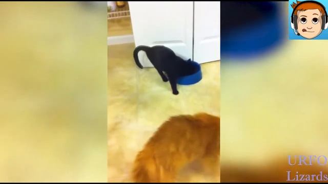 лучшие ПРиколы 2017 № 11 Смешные коты и кошки