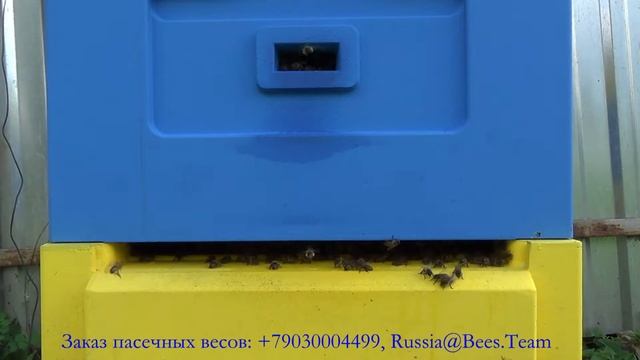 Звуки улья.