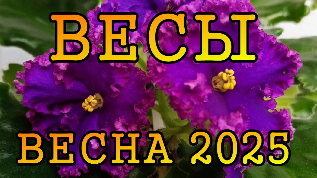 ВЕСЫ таро прогноз на ВЕСНУ 2025 года (март, апрель, май)
