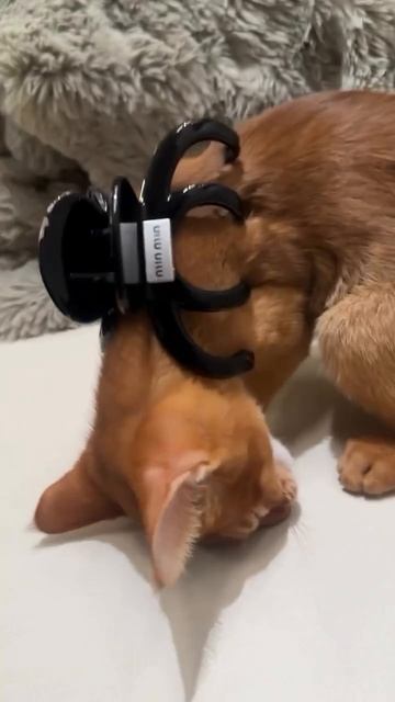 Кото выключатель
