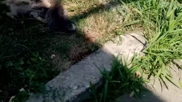 милота