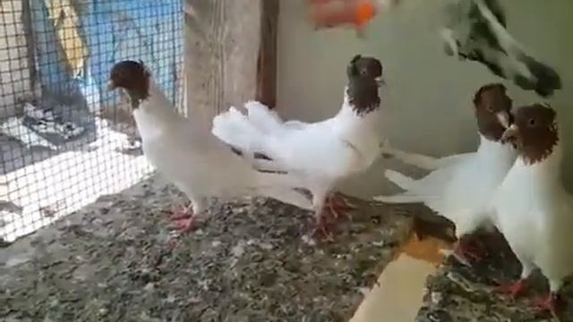 Желтоголовые бакинцы