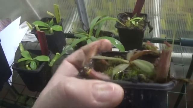 joyitas a la venta Plantas Carnivoras  Carnivorous