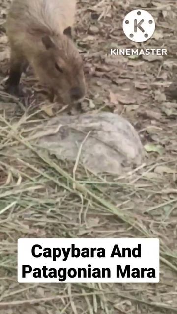 Capybara And Patagonian Mara #shorts
