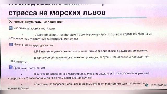 Анализ стресса на морских млекопитающих  роль позитивного тренинга в снижении стресса
Киреева Наталь