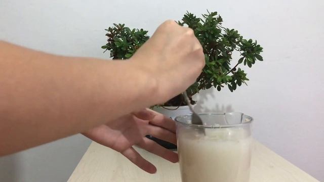 Çiçek açtıran maya tarifi,kuru mayanın mucizesi,çiçeksiz bitki kalmasın