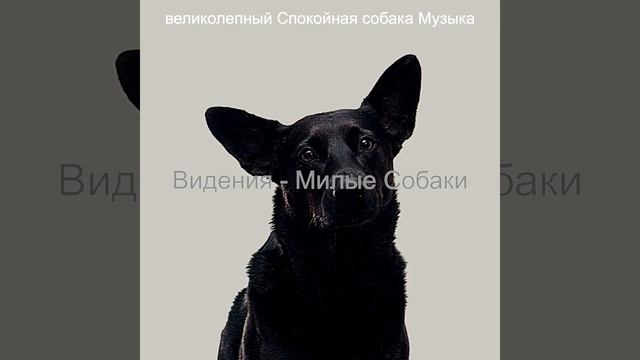 Впечатление (Щенки)