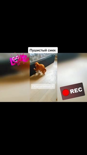 Пушистый смех