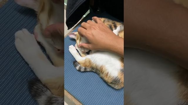 Cat love's petting