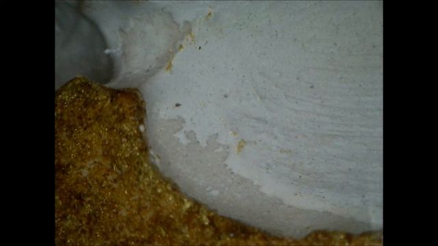 tetramorium