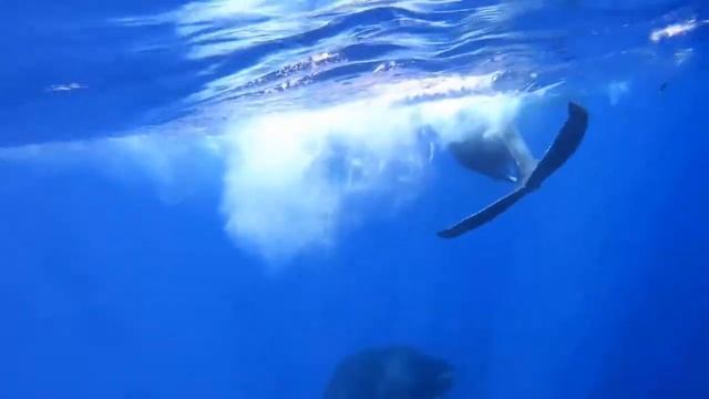 The Music of the Whales - Part I