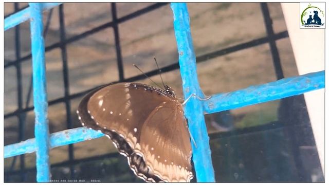 Papilio Polymnestor🦋||Blue Moon And Blue Tiger Butterfly🦋||Beutiful Butterfly Video.📷#robiulmolla78