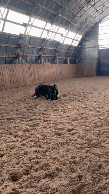 Дольче Вита принимает душ.  #horse #equestrian #лошади #pony