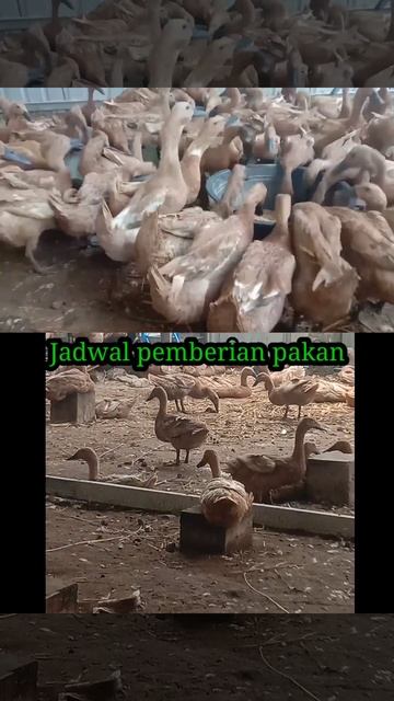 Tips jadwal pemberian pakan bebek petelur