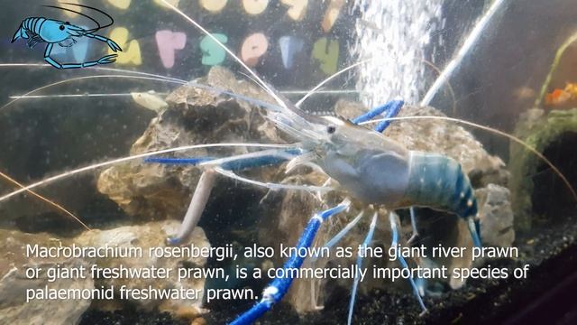 Macrobrachium rosenbergii - giant freshwater prawn