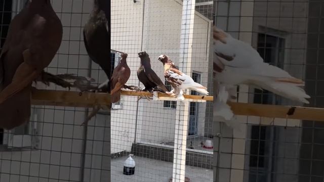 🥇 УРОВЕНЬ! Узбекские голуби Нозима г. Наманган | TOP Uzbek pigeons | Kabutarlar kolleksiyasi