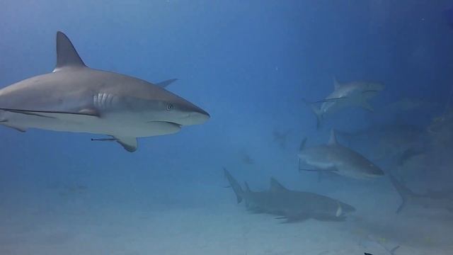Tiger Beach and Bimini, Bahamas 2022