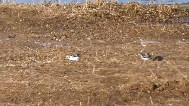 Snow Bunting / Plectrophenax nivalis  / Sniegstartė / Пуночка