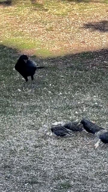 American crow & common starlings💞#backyard#nature#birds