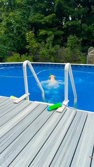 Such a big fan #dog #puppy #cute #swimming #Labrador #viral #fyp #foryou