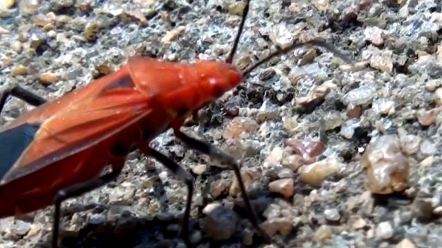 Leptocurs sp