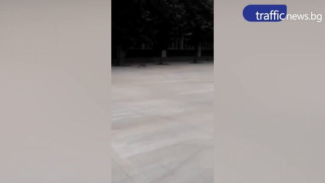 Лисица в двора на пловдивско училище