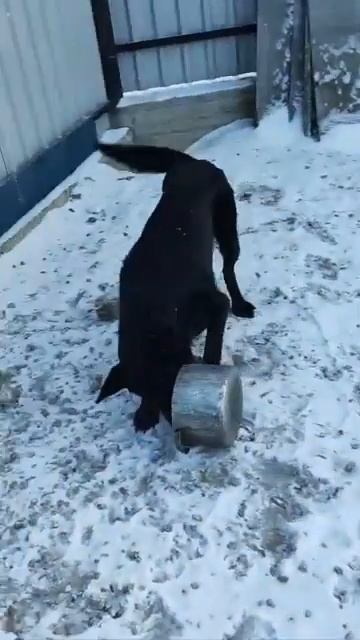 Рядом стоит ведро с обычной водой, но нет, надо ему обязательно что-то грызтьКак язык не прилипает