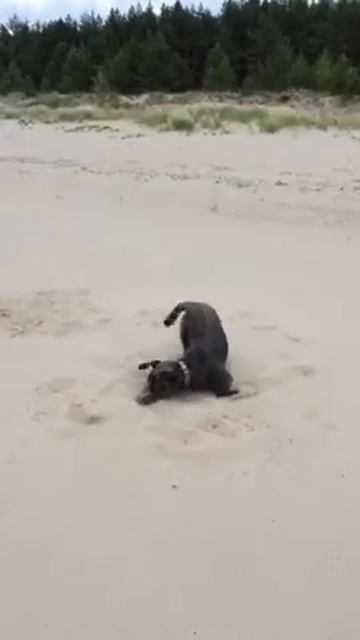 Все любят море !