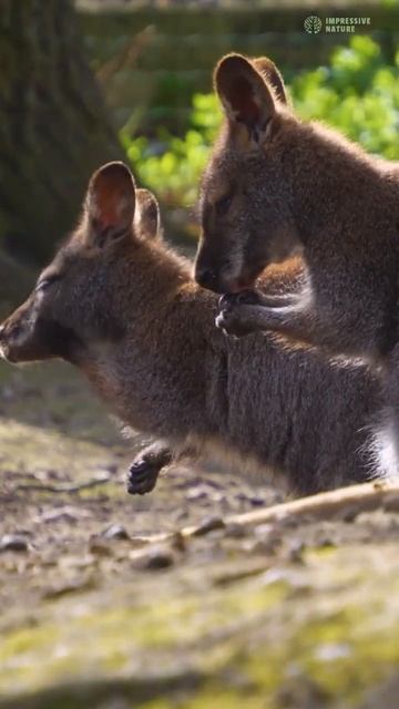 The 5 Incredible Stages of a Kangaroo's Life  #naturelovers