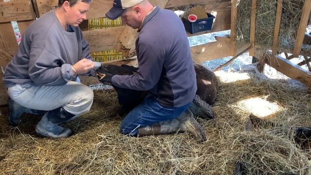 Dorper Sheep Farm - Small Scale Sheep On Our Farm And A Sick Ewe With Pregnant Toxemia