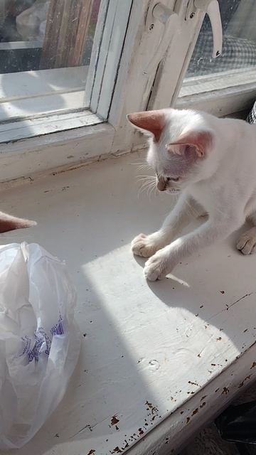 Все котики любят пакетики