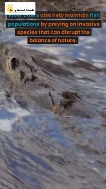 How River Otters Play a Role in Nature and Their Importance to the Ecosystem? #shorts #animals
