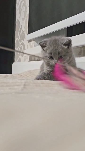 Британский короткошерстный котенок Sugar (Шуга).  Окрас: голубой (BRI a)