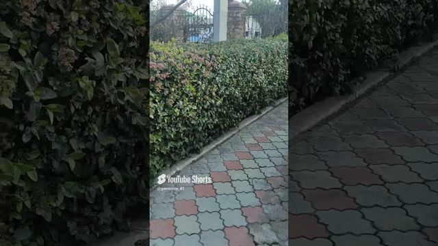 Как хорошо смотрится калина вечнозелёная в изгороди #сад #дача #садоводство #ландшафтный #растения